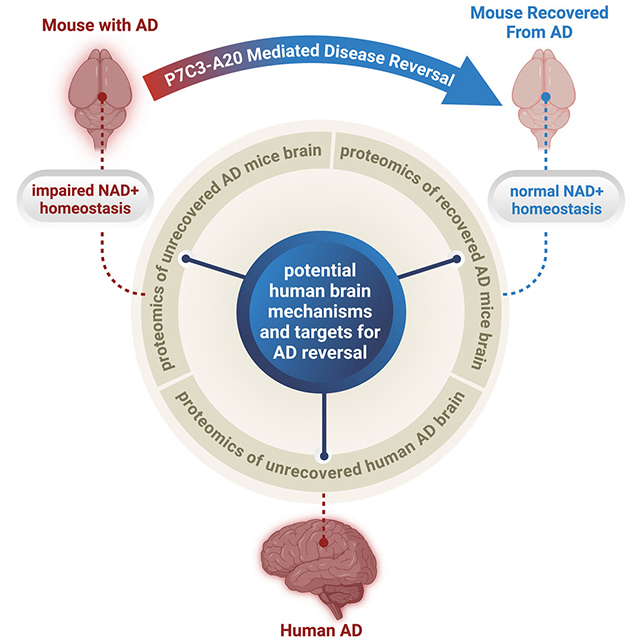 Alzheimerio ligos vaisto poveikį iliustruojanti schema