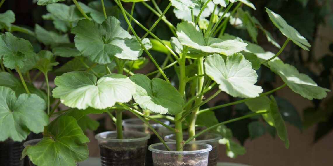 Mažai žinomas triukas, kaip įsišaknyti pelargonijų ūglius: pavasarį skendėsite žieduose