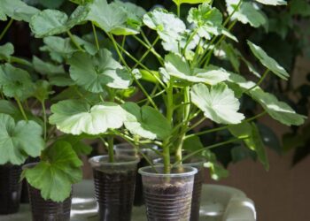 Mažai žinomas triukas, kaip įsišaknyti pelargonijų ūglius: pavasarį skendėsite žieduose