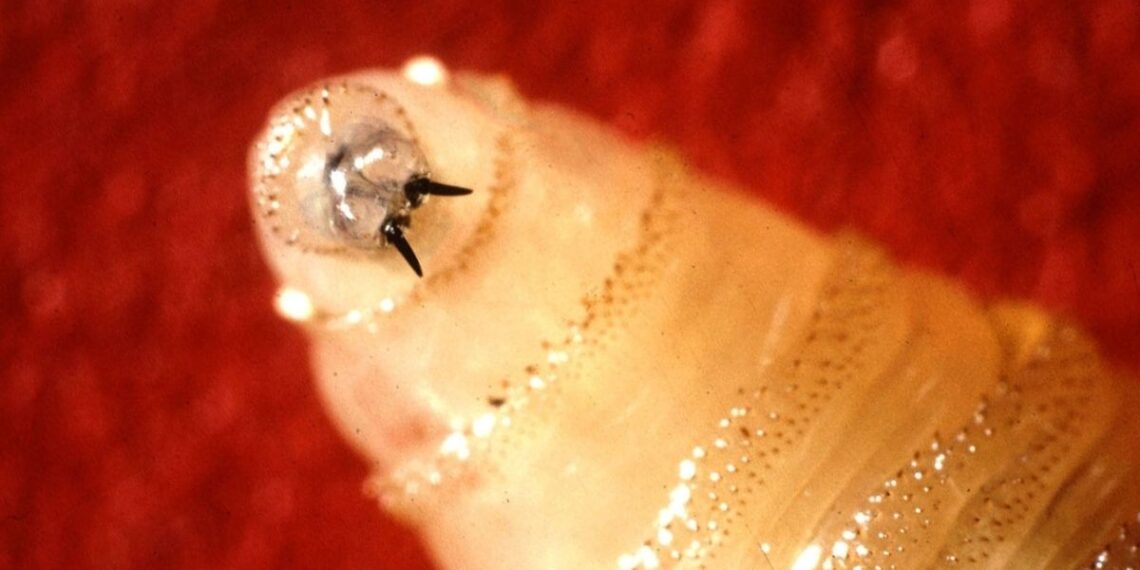 Mėsą ėdantis parazitas artėja prie JAV: CDC perspėja apie itin žiaurų pavojų žmonėms