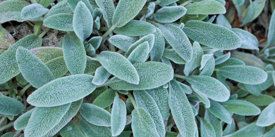 Metas pamiršti veją: ši sidabrinė žemės danga žaliuos ištisus metus ir beveik nereikalaus priežiūros