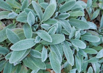 Metas pamiršti veją: ši sidabrinė žemės danga žaliuos ištisus metus ir beveik nereikalaus priežiūros