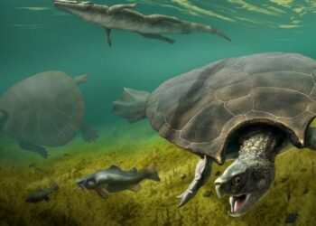 Milžiniška šarvuota pabaisa iš gelmių: ką slepia didžiausia pasaulio gėlavandenis vėžlys?