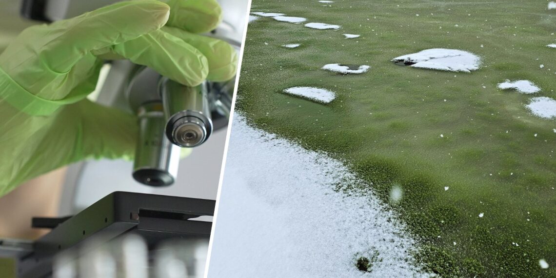 Mirtinas signalas? Didžiausio Čekijos ežero ledas tapo ryškiai žalias – mokslininkai pašiurpo