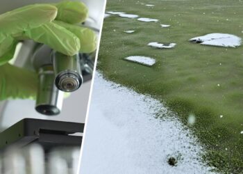 Mirtinas signalas? Didžiausio Čekijos ežero ledas tapo ryškiai žalias – mokslininkai pašiurpo