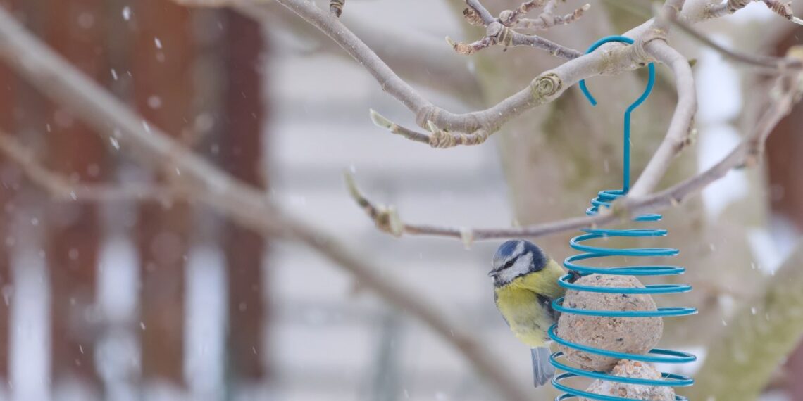 Mirtini šalčiai spaudžia: sužinok, kokį vieną riebų priedą dėti į lesyklą kurį dievina žiemojantys paukščiai