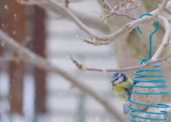 Mirtini šalčiai spaudžia: sužinok, kokį vieną riebų priedą dėti į lesyklą kurį dievina žiemojantys paukščiai