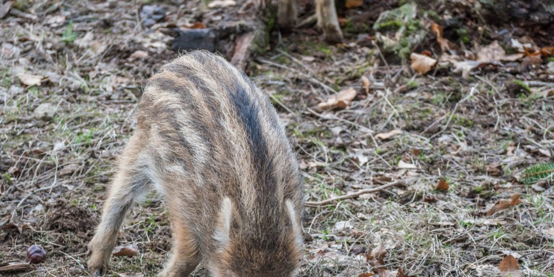 Miškininkai šokiruoti po vaizdo įrašo iš miško: toks elgesys su laukiniais žvėrimis kelia siaubą