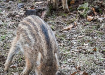 Miškininkai šokiruoti po vaizdo įrašo iš miško: toks elgesys su laukiniais žvėrimis kelia siaubą