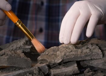 Mistinis padaras rastas Japonijos gelmėse: mažytė fosilija perrašo Ramiojo vandenyno istoriją