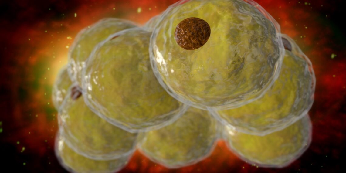 Mokslininkai atrado epigenetinį jungiklį: naujas būdas pristabdyti riebalų ląstelių gamybą ir storėjimą