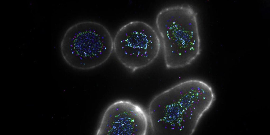Mokslininkai atrado „superdozės“ imuniteto ginklą prieš vėžį: nauji antikūnai stebina rezultatais