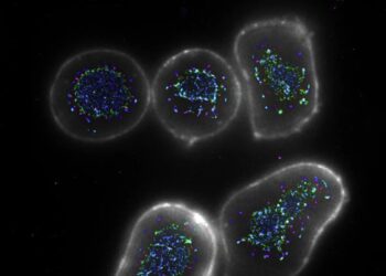 Mokslininkai atrado „superdozės“ imuniteto ginklą prieš vėžį: nauji antikūnai stebina rezultatais