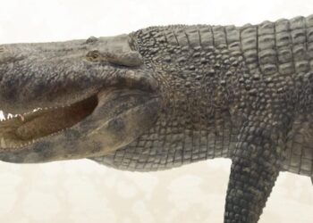 Mokslininkai atskleidė gyvūną su galingiausiu įkandimu istorijoje – netikėtas favoritas, o ne dinozauras