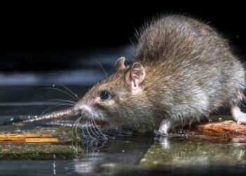 Mokslininkai atskleidė: sužinoję, kas iš tiesų sapnuojasi žiurkėms, kitaip pažiūrėsite į šiuos gyvūnus