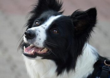 Mokslininkai nustatė: šunis su šiomis 3 savybėmis galima vadinti genijais – ar jūsų toks?