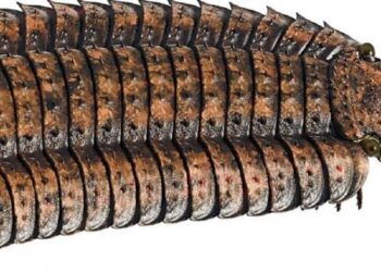 Mokslininkai nustėro: atrastas milžiniškas senovės šimtakojis, dydžiu pranoksta žmogų