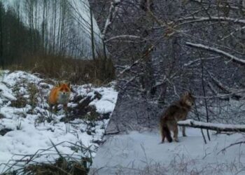 Mokslininkai nustėro pamatę, kas vaikšto sniegu Černobylio glūdumoje: vaizdai šokiruoja