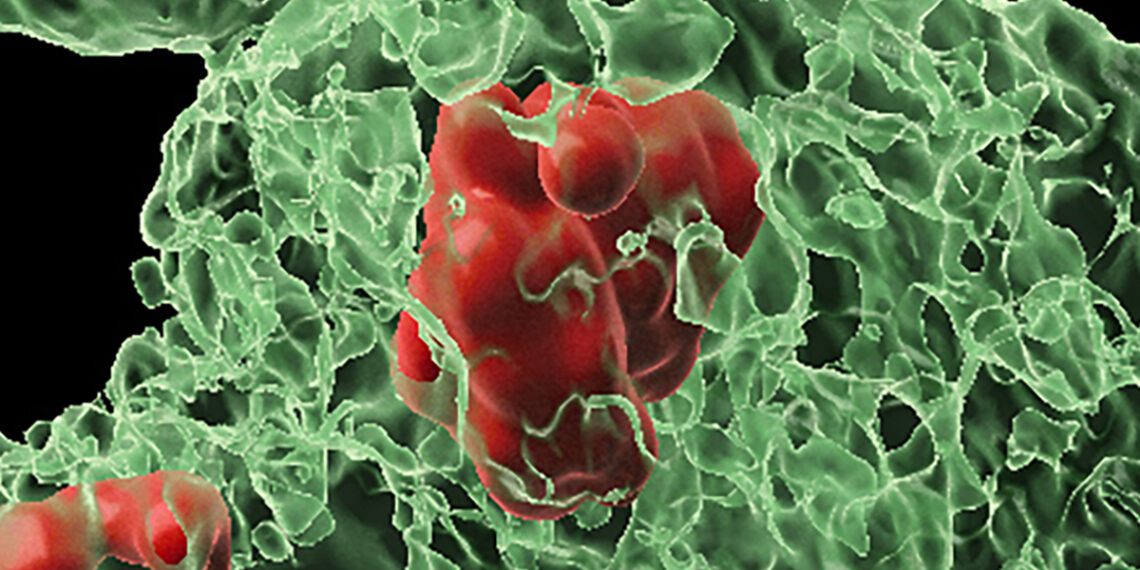 Mokslininkai pribloškė: kūnas prikelia mirčiai pasmerktas ląsteles ir atskleidžia 50 metų paslaptį