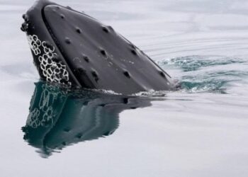 Mokslininkai šokiruoti: banginių šlapimas – nematomas auksas, maitinantis visą planetą ir gelbstintis vandenynus