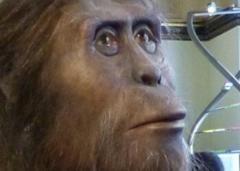 Mokslininkai šokiruoti: nauji radiniai verčia perrašyti istoriją, kada žmonės išmoko vaikščioti dviem kojomis