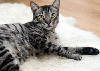 Mokslininkai šokiruoti: paaiškėjo, kad katės murkimas daug paslaptingesnis už jų miaukimą