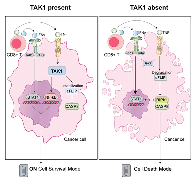 TAK1 baltymo poveikis vėžio ląstelėms