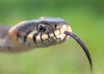 Mokslininkus pribloškė atradimas: atsitiktinai rastas dėžėje naujas paradoksalus gyvatės tipas