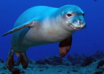 Mokslininkus šokiravo atradimas: ruoniai po vandeniu kalbasi slapta, jų kalba sudėtingesnė nei manėme