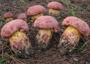 Mokslininkus šokiravo paslaptingas grybas: sukelia keistas haliucinacijas – matomi maži žmogeliukai