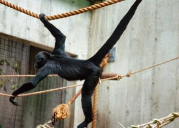 Mokslininkai atskleidė: beždžionės dalijasi informacija, padedančia rasti geriausius maisto šaltinius