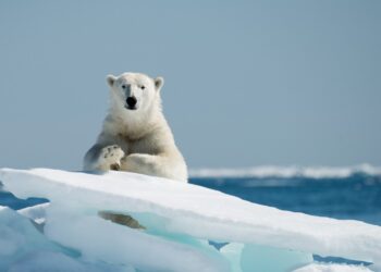 NATO ir Didžioji Britanija traukia kariuomenę į Arktį: ar čia prasidės naujas karas?
