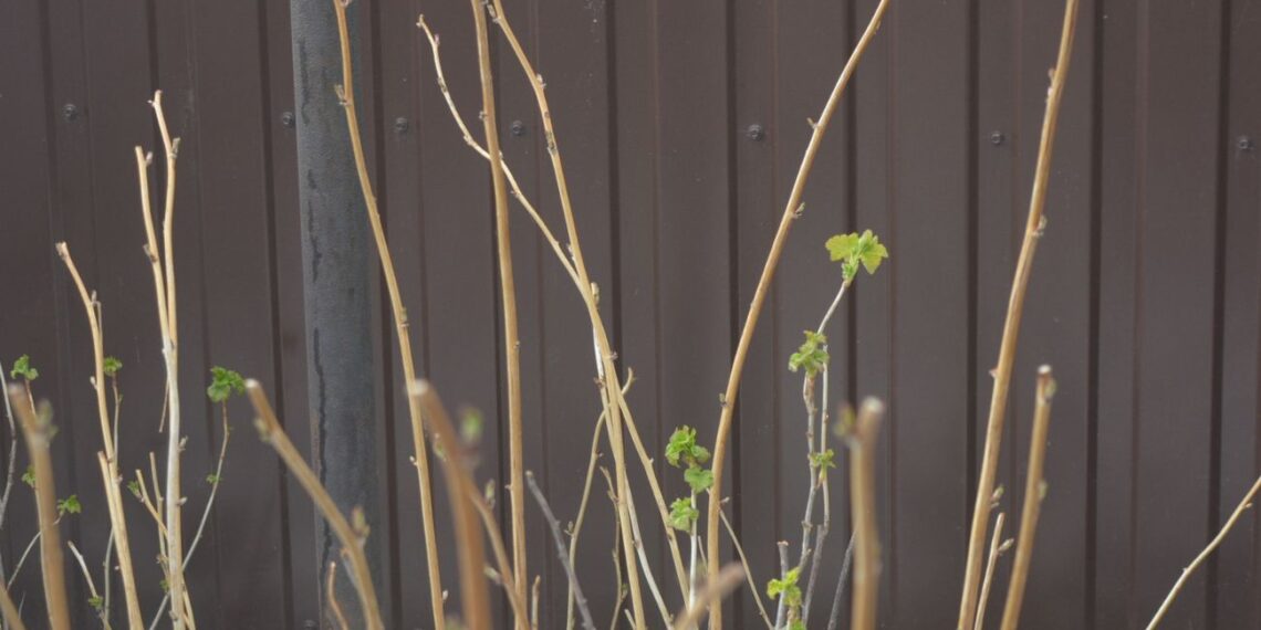 Natūrali aspirino bomba iš sodo: nupjauk dabar kelias šakeles ir pamatyk, kas nutiks tavo kūnui