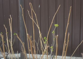 Natūrali aspirino bomba iš sodo: nupjauk dabar kelias šakeles ir pamatyk, kas nutiks tavo kūnui