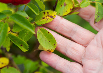 Natūralus būdas įveikti juodadėmę rožių ligą: sodininkai taiko jau nuo ankstyvo pavasario