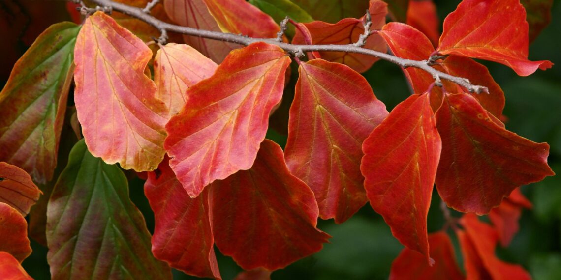 Nauja gyvatvorių žvaigždė stelbia tujas: sodininkai alpsta dėl šio kas kelis mėnesius atsinaujinančio grožio