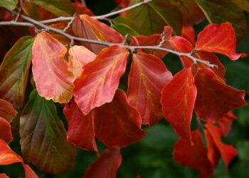 Nauja gyvatvorių žvaigždė stelbia tujas: sodininkai alpsta dėl šio kas kelis mėnesius atsinaujinančio grožio