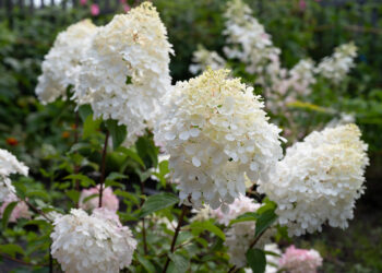 Nauja trąšų žvaigždė: apsaugo dirvožemį nuo išsekimo, skatina gausų žydėjimą ir derlių