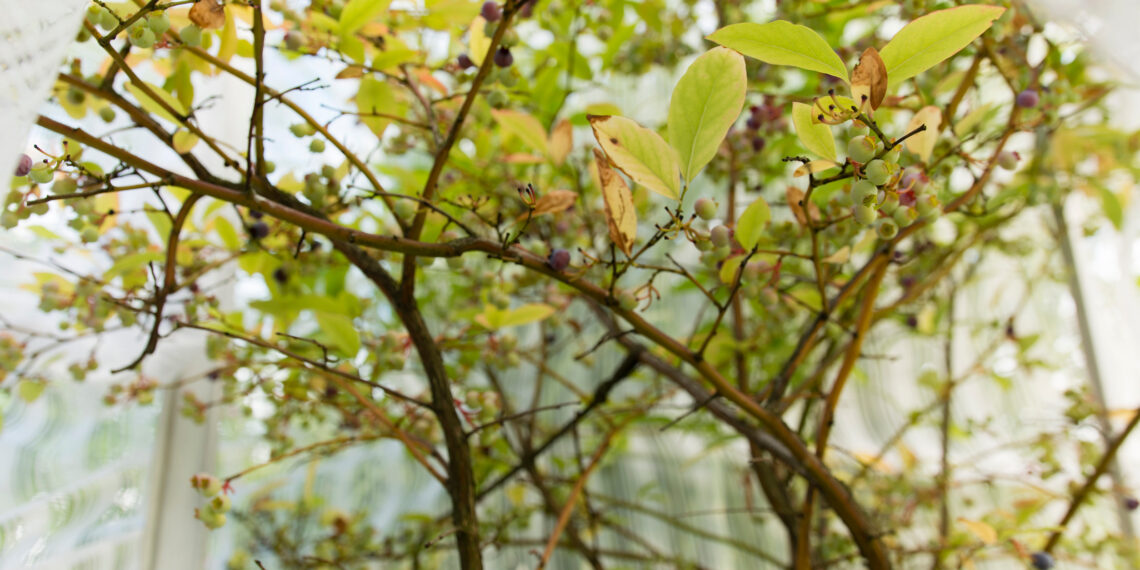 Neišmesk senų drabužių! Šios gudrybės sode privers augalus sužydėti kaip niekad anksčiau