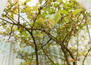 Neišmesk senų drabužių! Šios gudrybės sode privers augalus sužydėti kaip niekad anksčiau