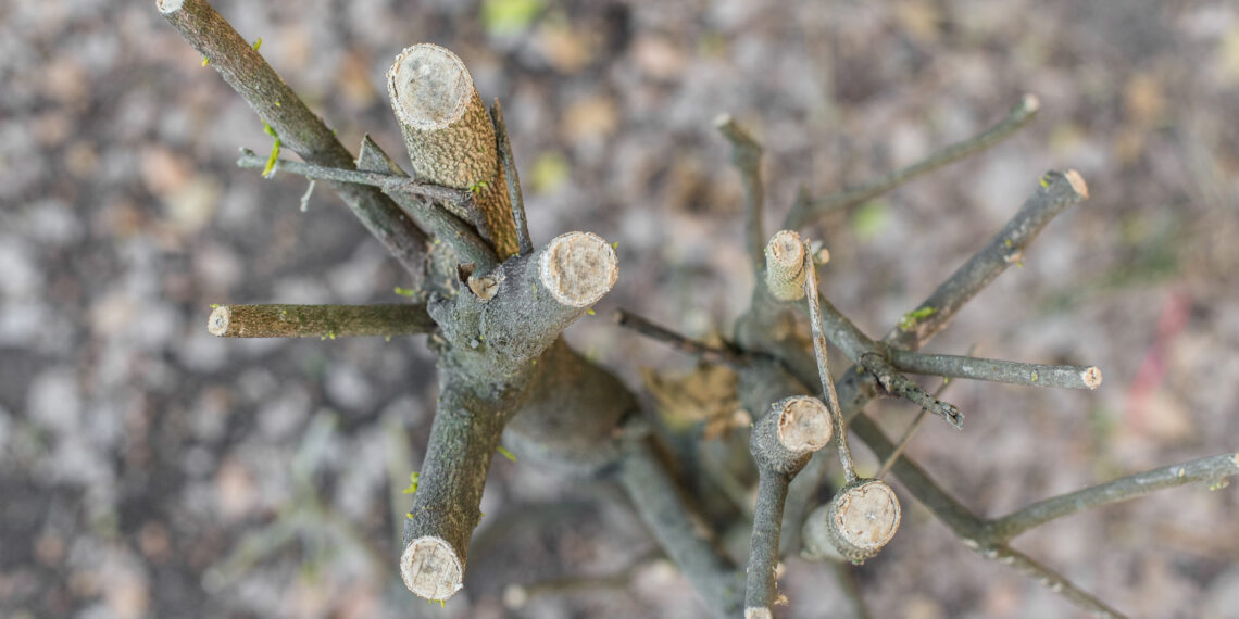 Neįstengi išrauti seno krūmo? Štai gudrybės, kaip akimirksniu atsikratyti įsišaknijusių šaknų