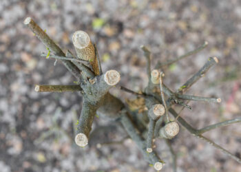 Neįstengi išrauti seno krūmo? Štai gudrybės, kaip akimirksniu atsikratyti įsišaknijusių šaknų