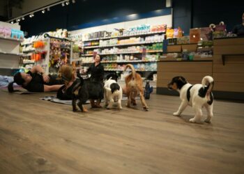 Neįtikėtina atrakcija prekybos parke Tower: joga su šuniukais, kurią jau medžioja žvaigždės