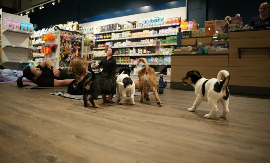 Neįtikėtina atrakcija prekybos parke Tower: joga su šuniukais, kurią jau medžioja žvaigždės