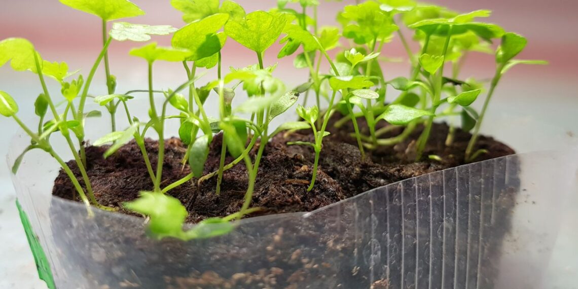 Neįtikėtina, ką PRO SODININKAI sėja jau SAUSĮ: šios sėklos garantuoja derlių visiems metams