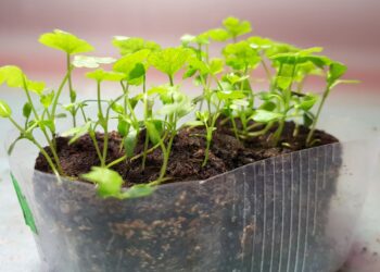 Neįtikėtina, ką PRO SODININKAI sėja jau SAUSĮ: šios sėklos garantuoja derlių visiems metams