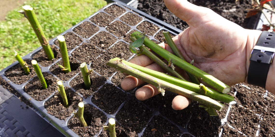 Neįtikėtina klaida sode: visi genėja forzitijas neteisingai – štai kaip dabar jas dauginasi patyrę sodininkai