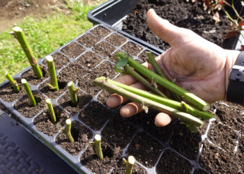 Neįtikėtina klaida sode: visi genėja forzitijas neteisingai – štai kaip dabar jas dauginasi patyrę sodininkai