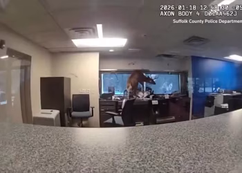 Neįtikėtinas „apiplėšimas“ Niujorke: į banką įsiveržęs elnias sukėlė tikrą chaosą ir iškvietė policiją