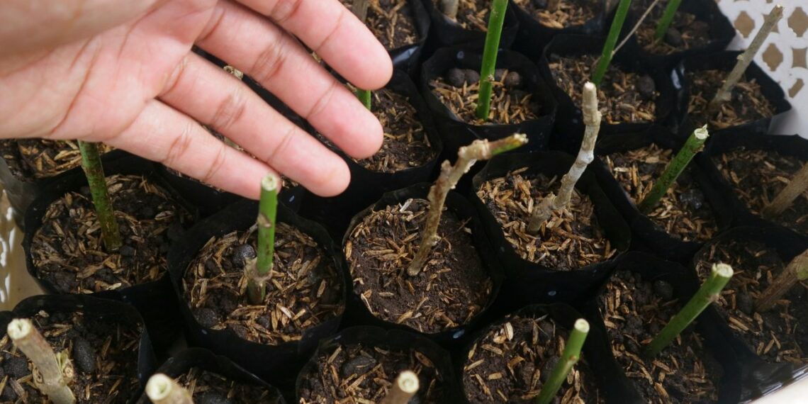 Neįtikėtinas triukas: iš kelių hortensijų šakelių per trumpą laiką užsiauginsi įspūdingą kolekciją sode